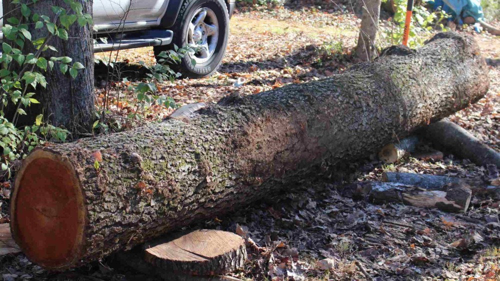 cherry-logs