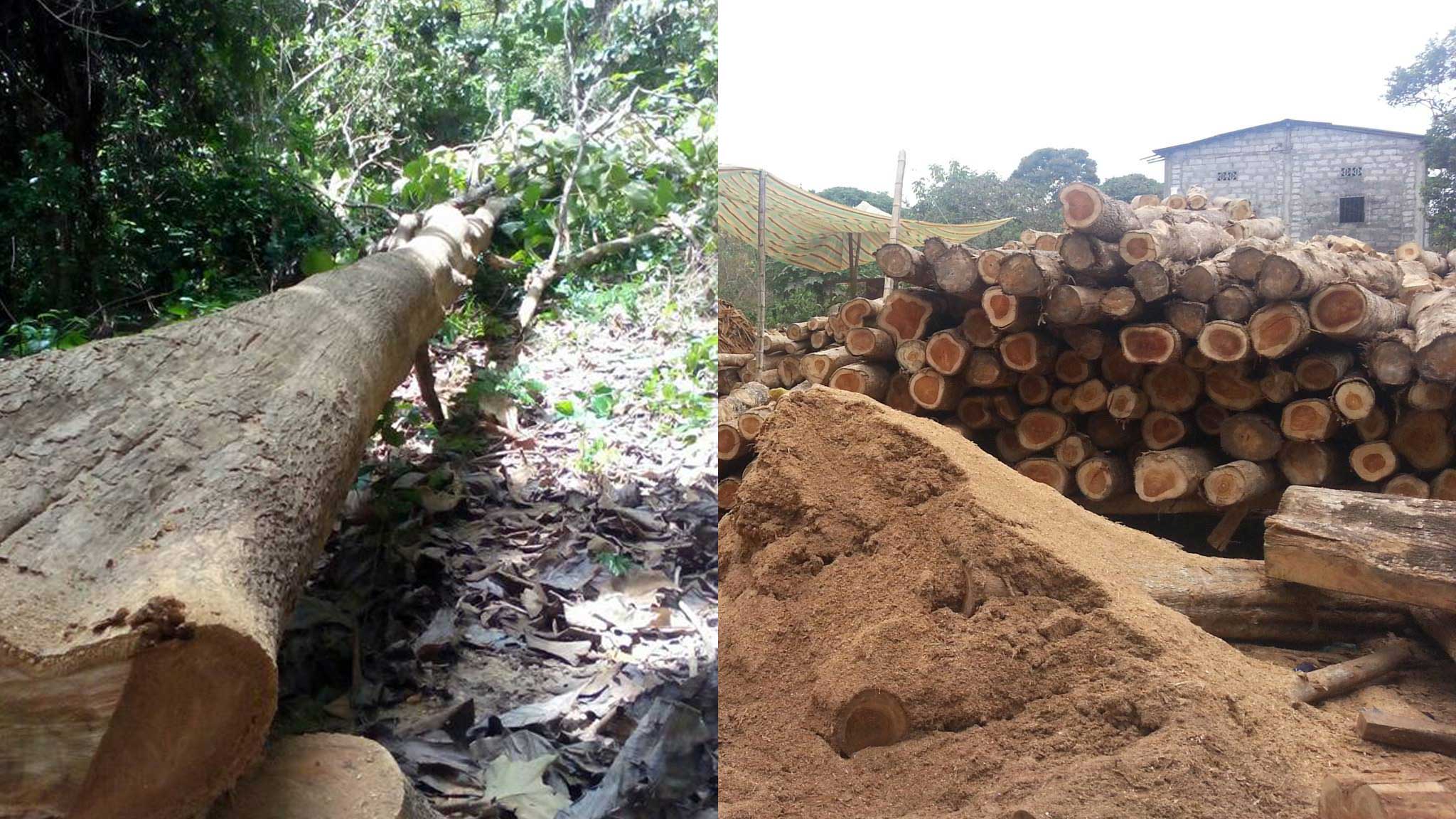 Elliottii-pine-logs