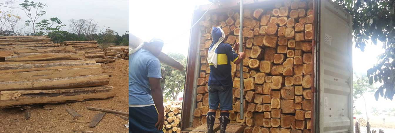 Elliottii-pine-logs