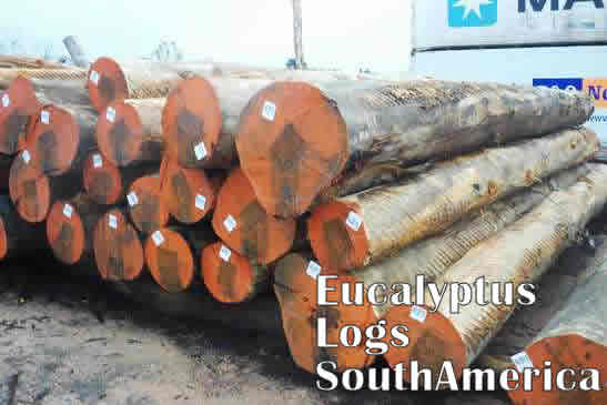 Eucalyptus-offer