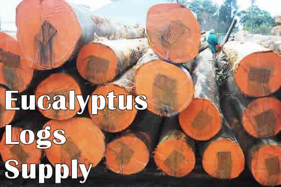 Eucalyptus