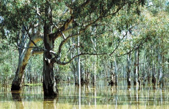 river-red-gum