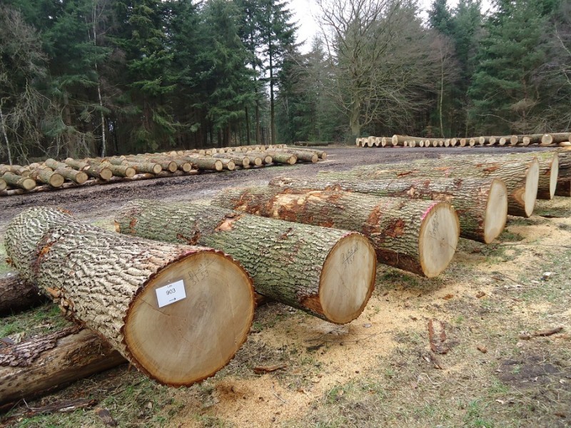 oak-logs