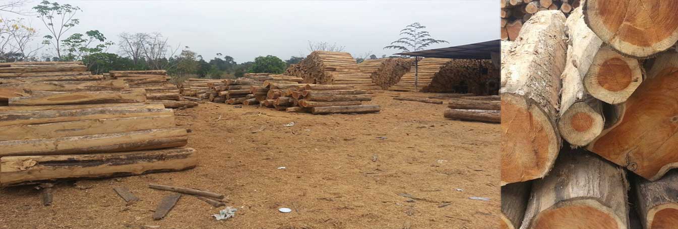 pine-lumber-export