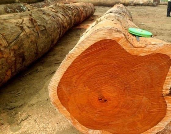 oak-logs