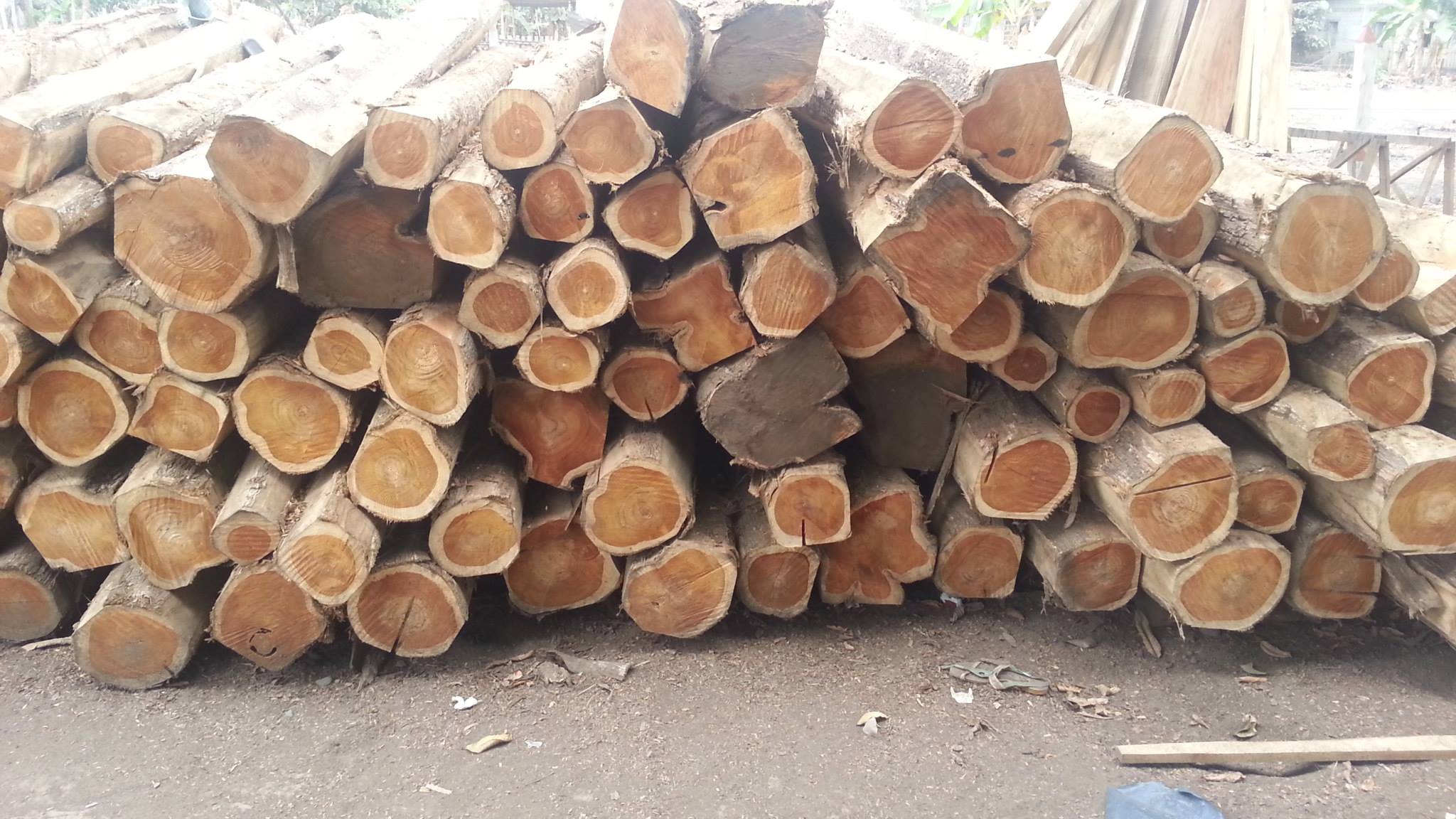 oak-logs