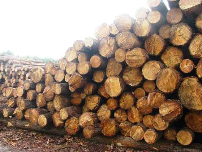 syp-logs